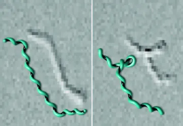 Observations and computer simulations of spiroplasma plectoneme formation